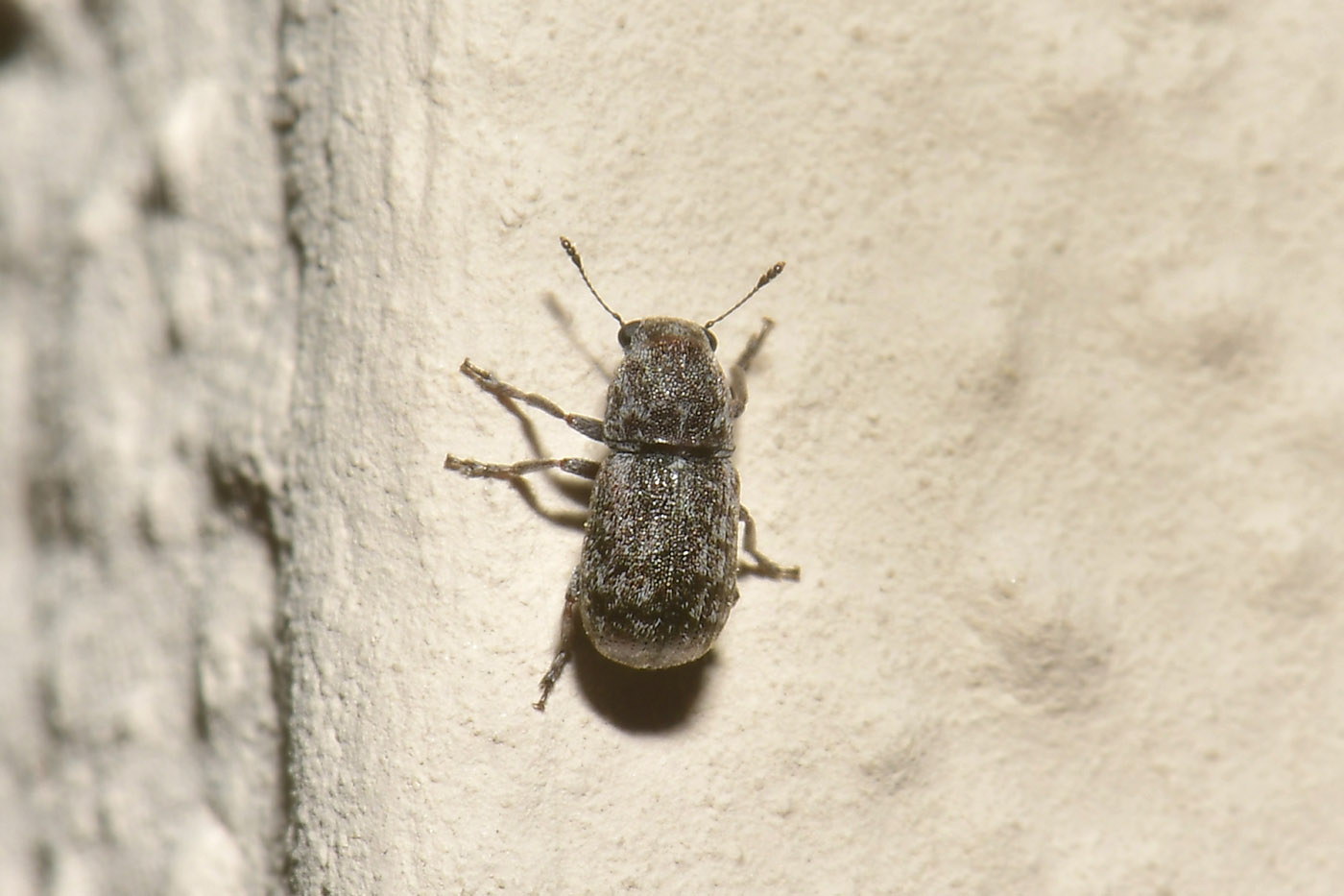 Anthribidae: Noxius curtirostris? S.